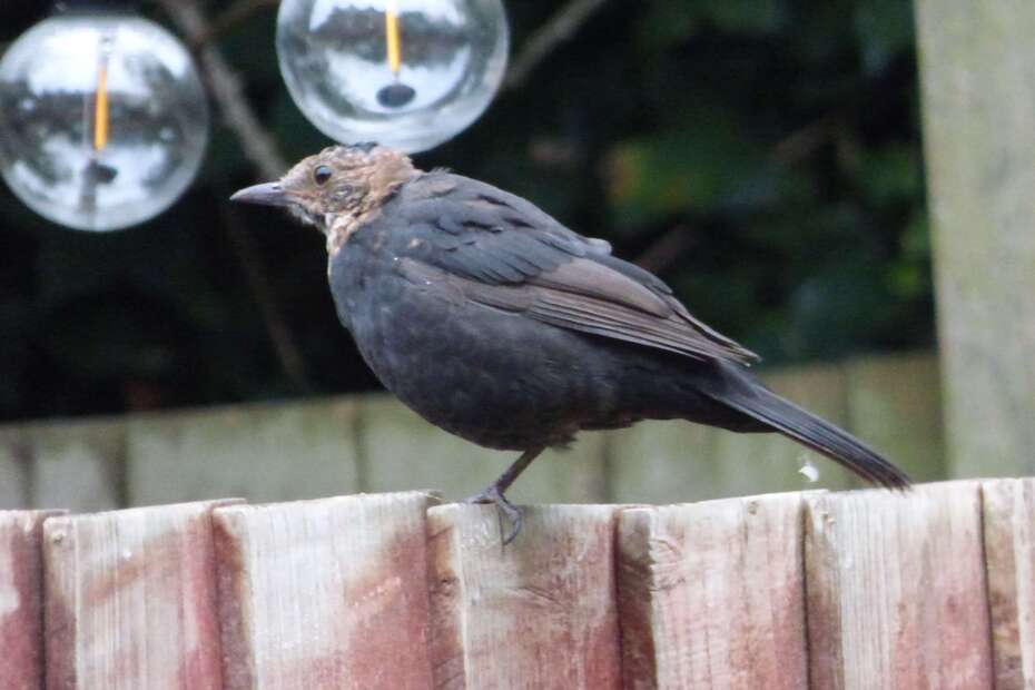 Moulting Blackbird