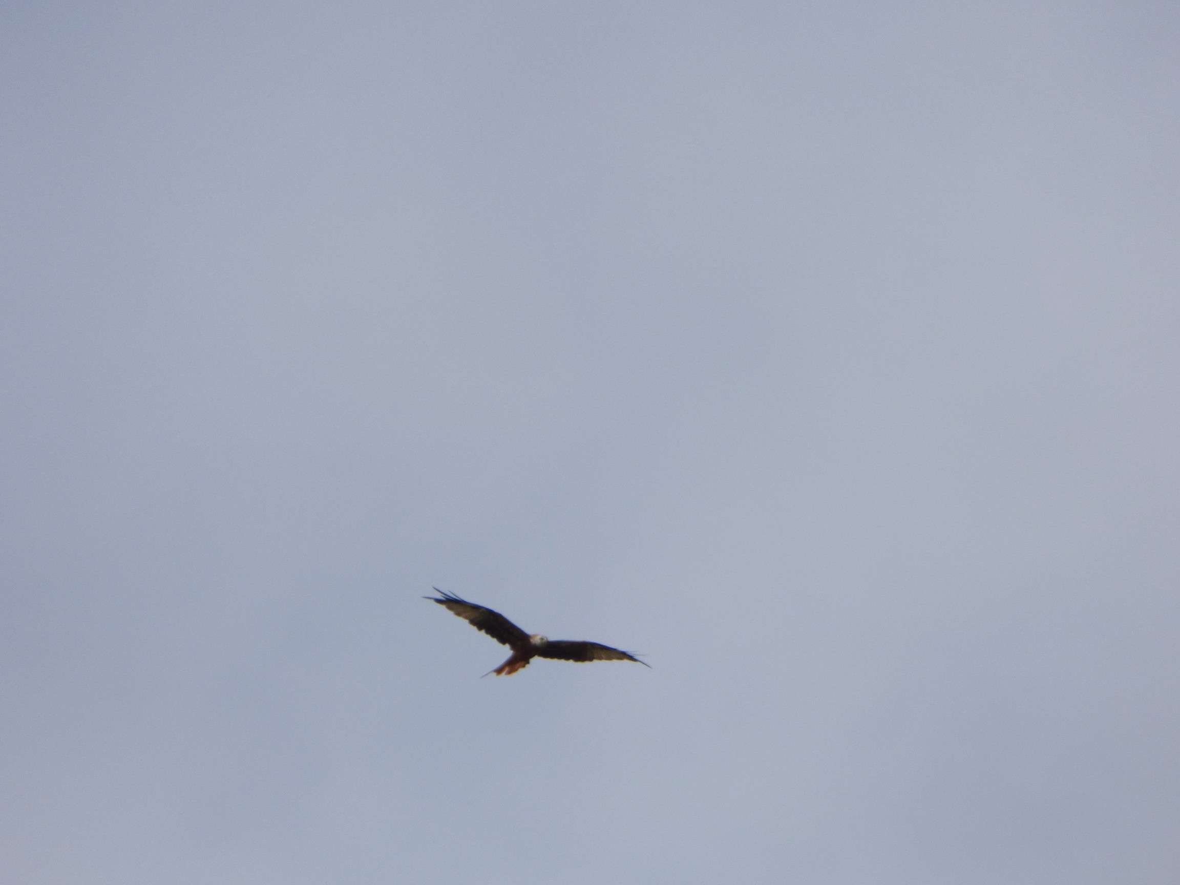 First Local Red Kite Pics