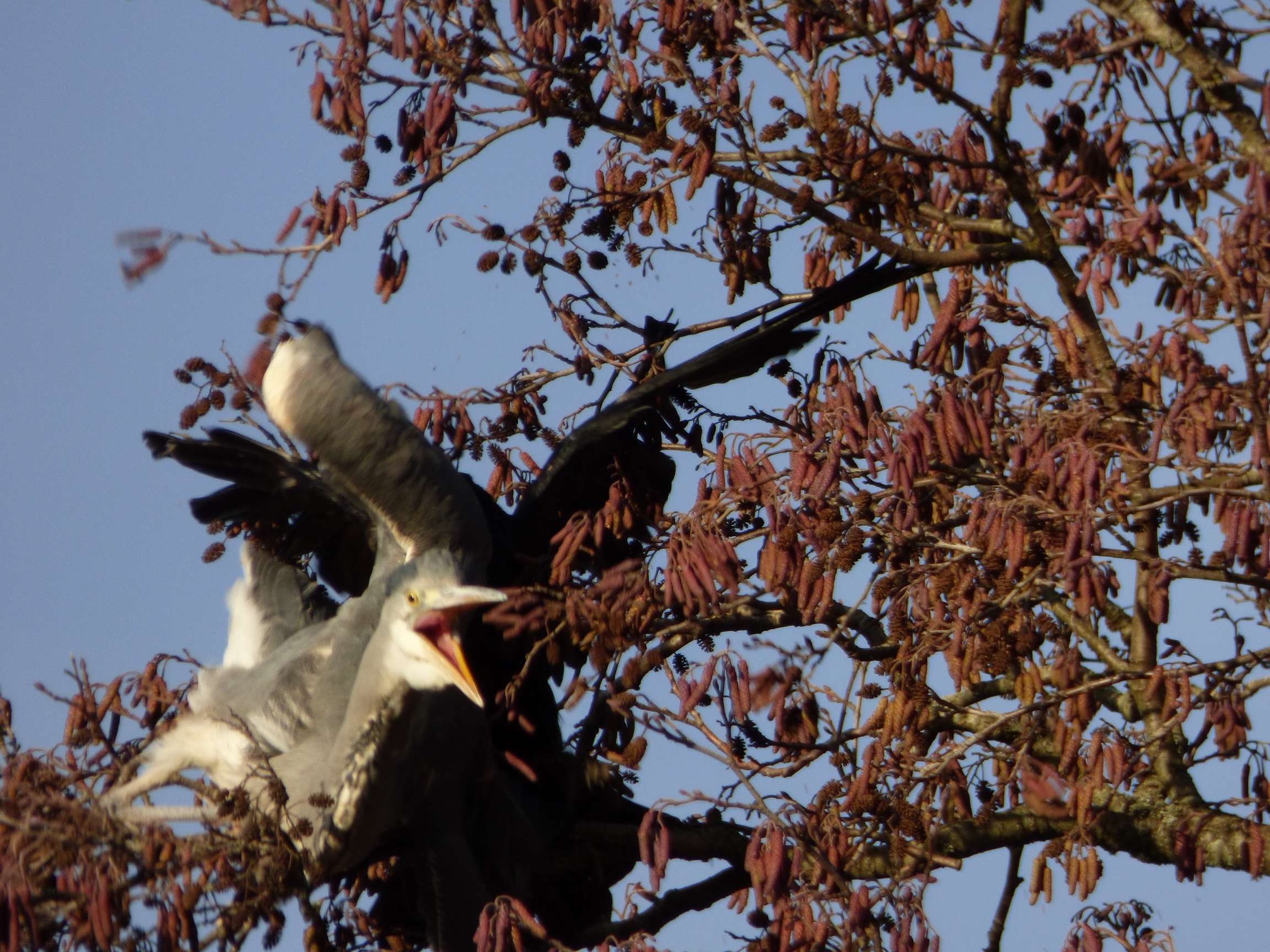 Heron in a tree attacked by a Crow