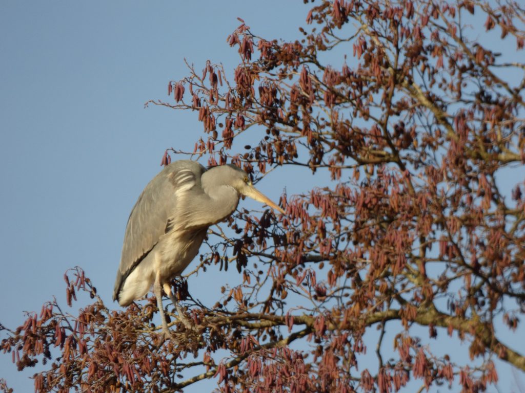 Grey Heron in a tree