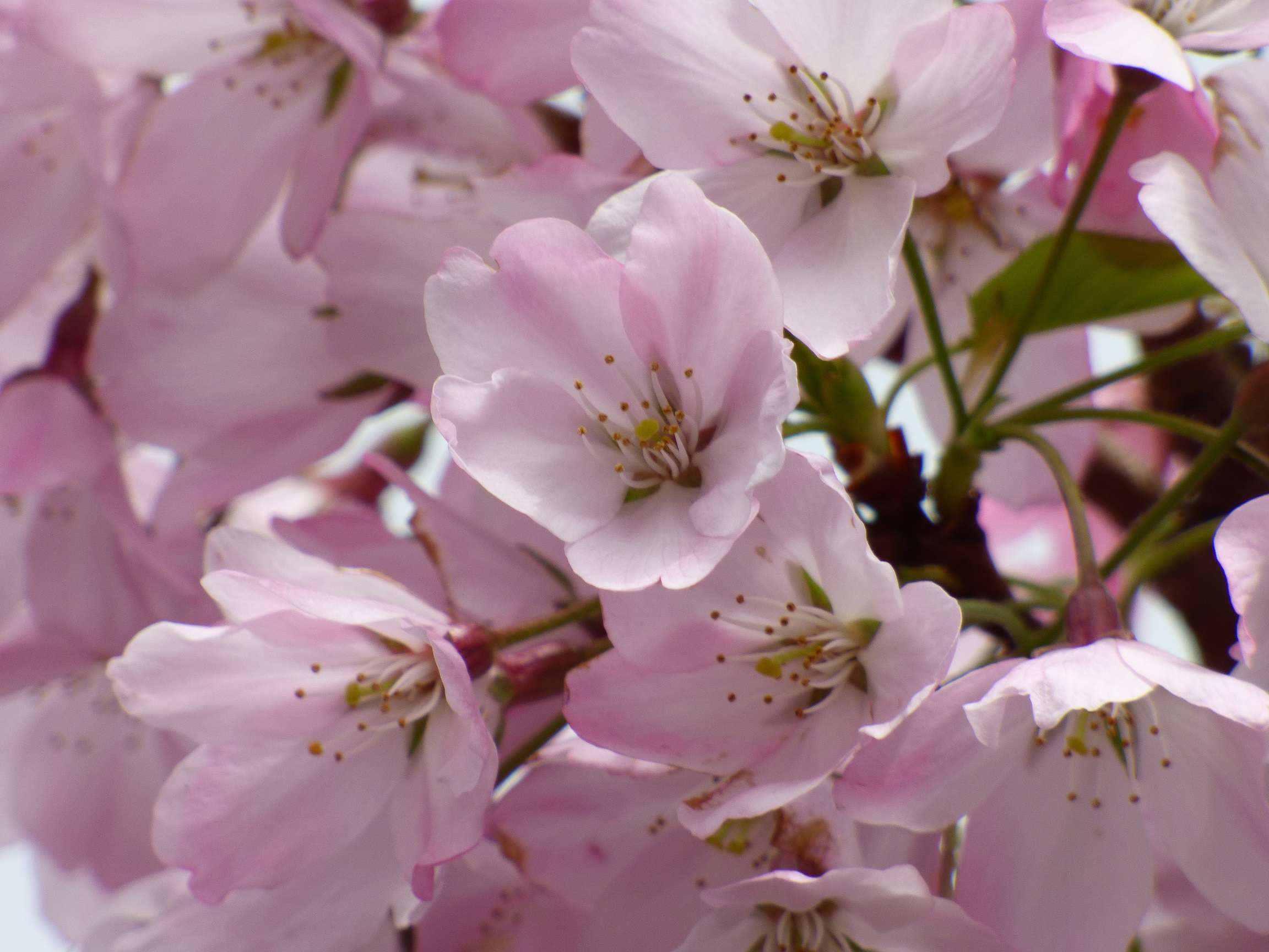 Cherry Blossom 2023 Edition