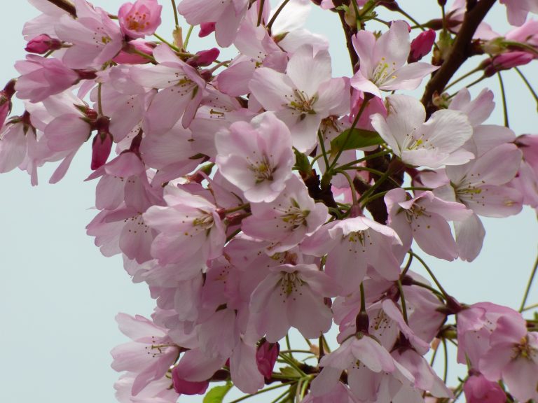 2023 Cherry Blossom