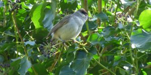 Male Blackcap eating Ivey buds in spring.