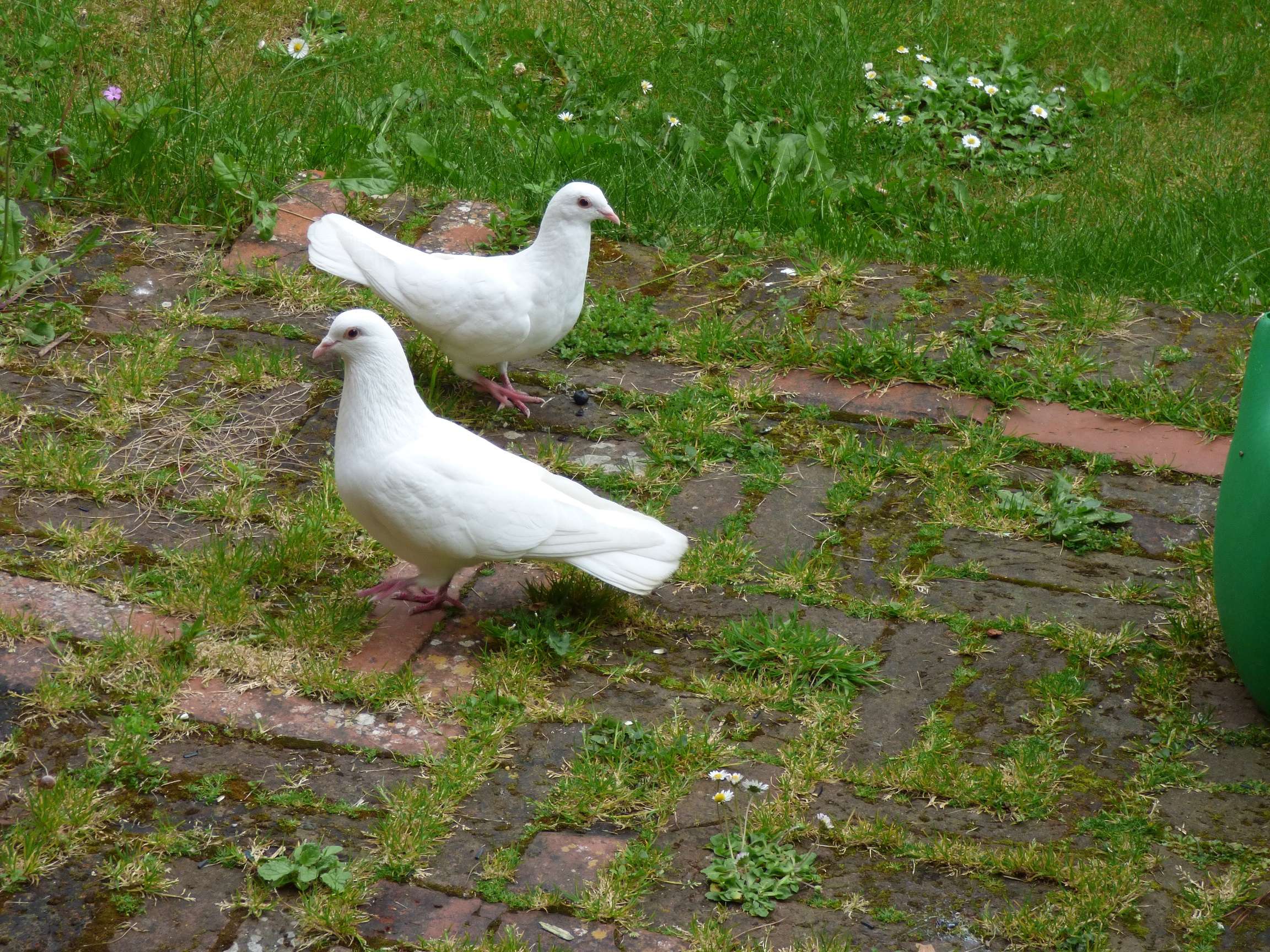 A Second White Dove