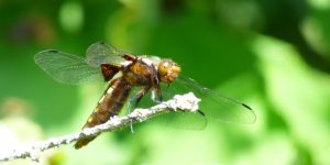 A close up of a Broad Bodied Chaser Dragonfly