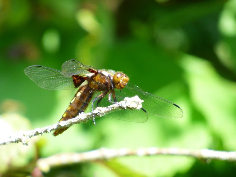 A close up of a Broad Bodied Chaser Dragonfly
