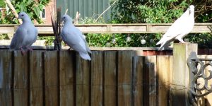 An image of three white doves on a fence