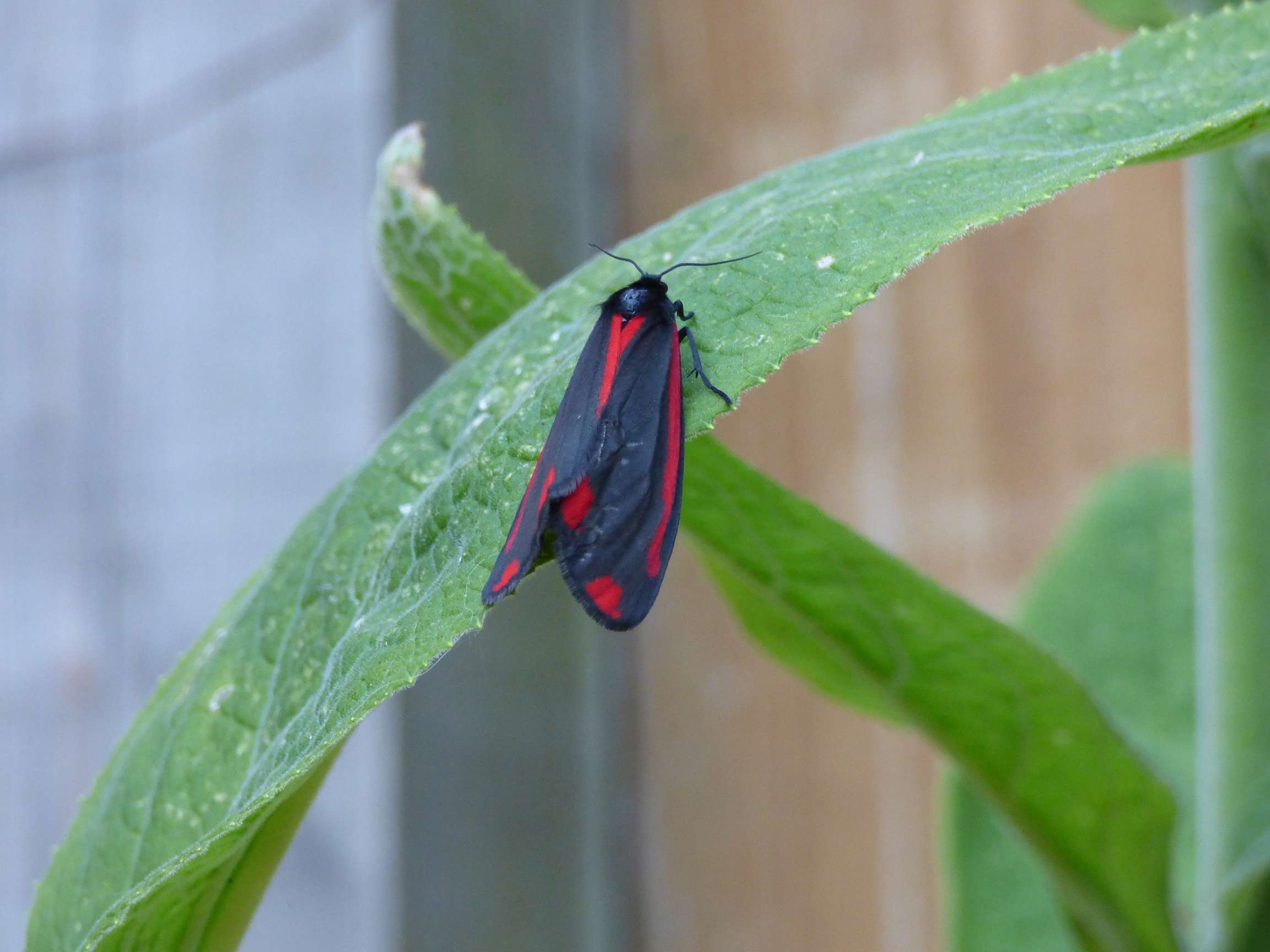 The Cinnabar Moth