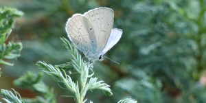 The Holly Blue butterfly