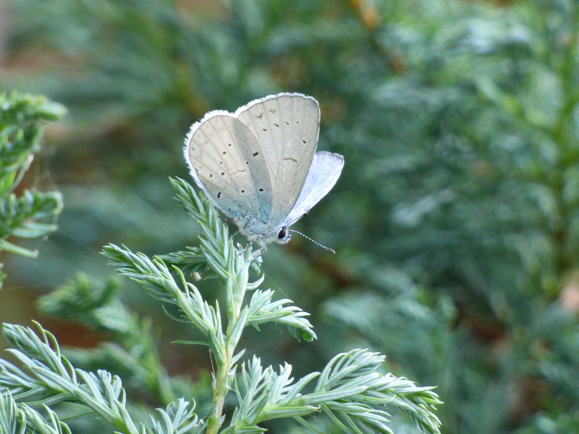 The Holly Blue