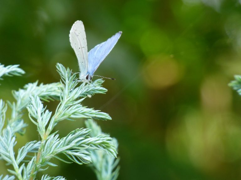 A Holly Blue butterfly