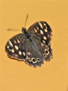 This is an image of a speckled wood butterfly