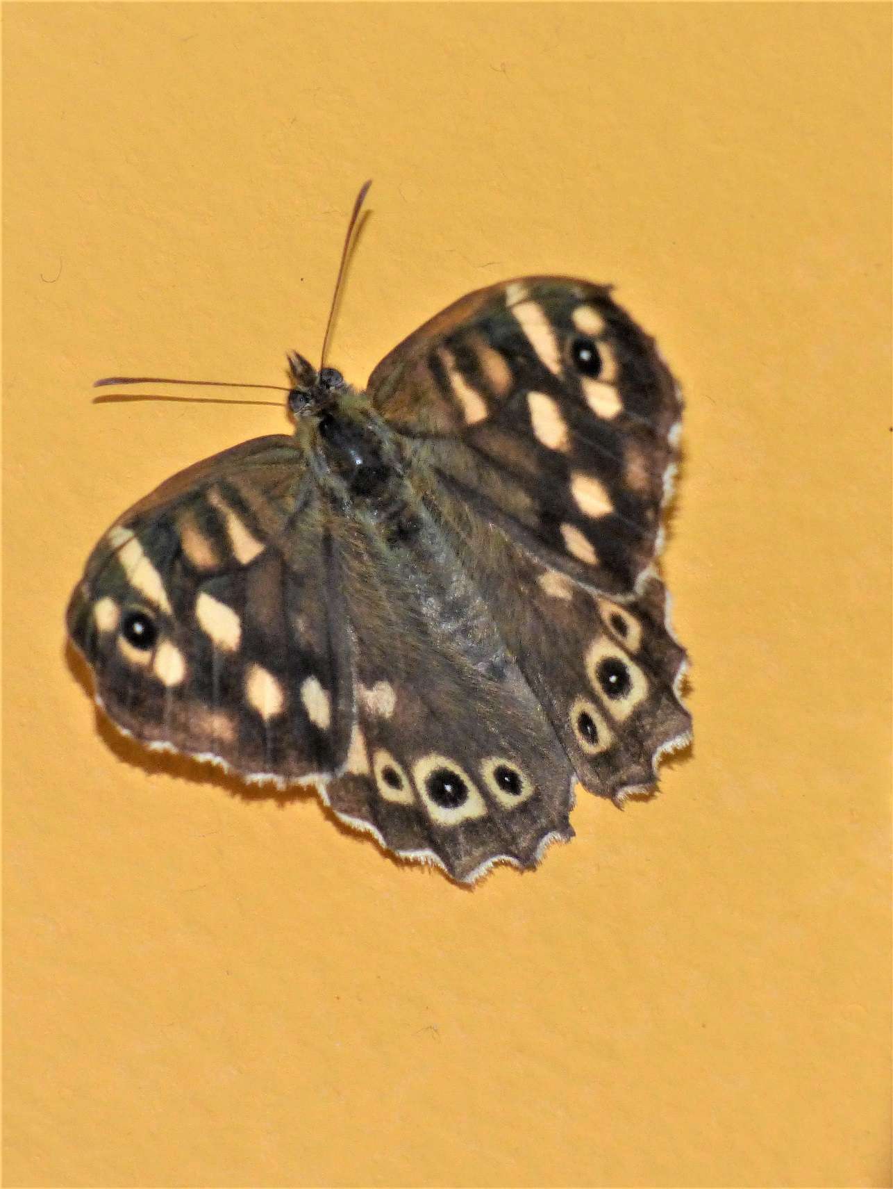Speckled Wood