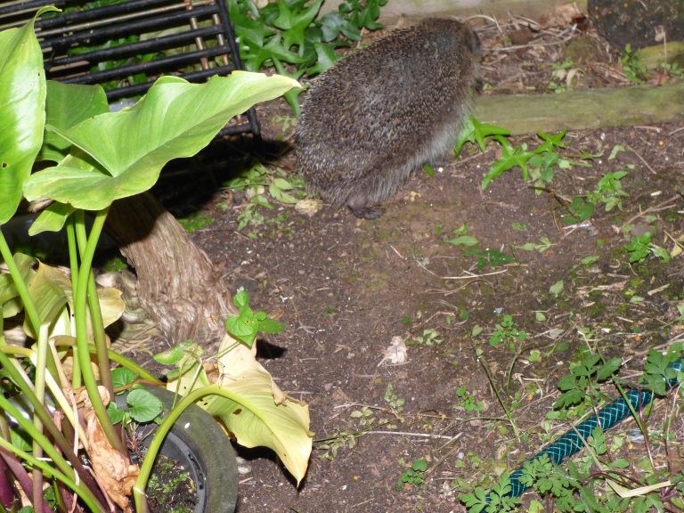 Hedgehog in a garden setting