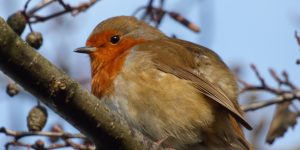 Robin all fluffed up keeping out the winter chill.
