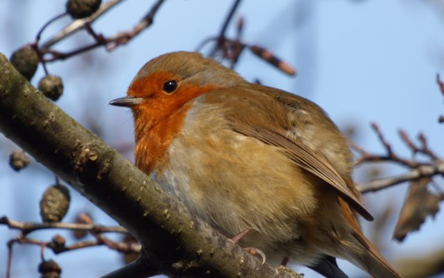 Robin all fluffed up keeping out the winter chill.