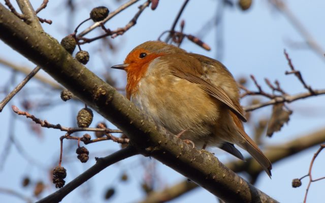 A Robin all fluffed up keeping the winter chill out.