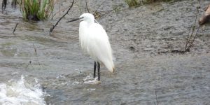 Little Egret standing in a stream