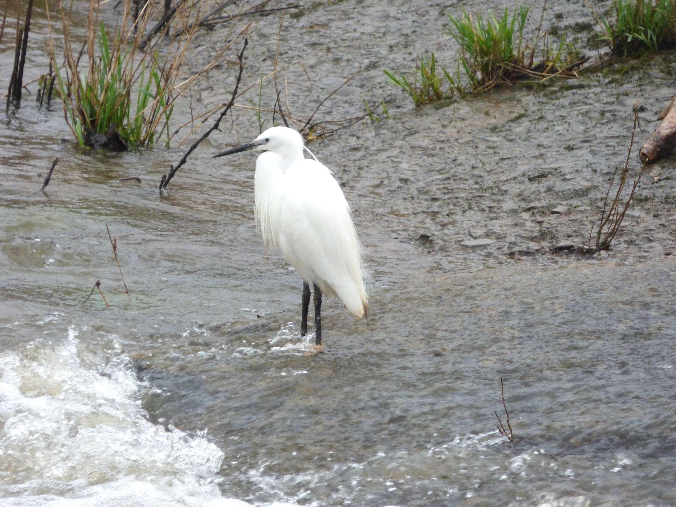 Waiting on the Next Ready Meal