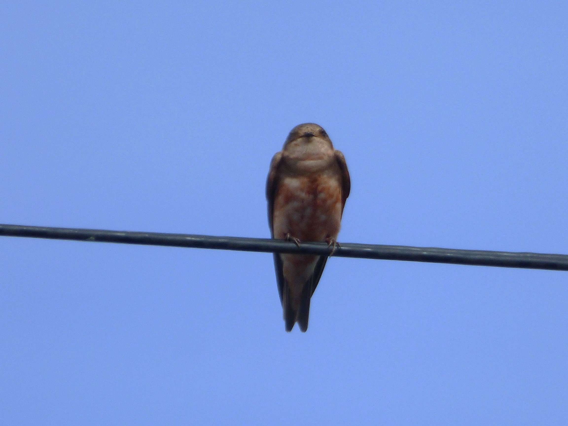 A pair of unusally plumaged visitors