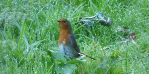 A robin looking startled in the dew of an early morning forage.