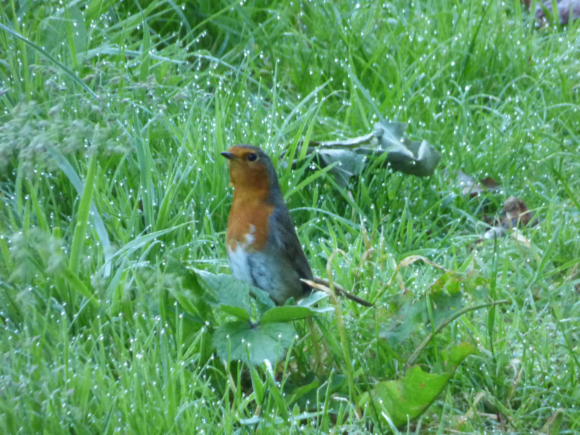 Startled Robin