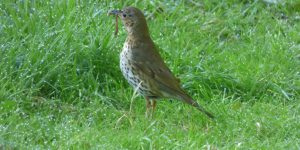 Song thrush with a worm in its beak.