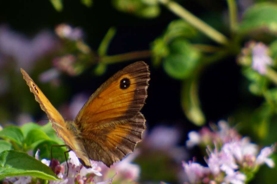 Wings open on a male gatekeeper or Hedge Brown butterfly.