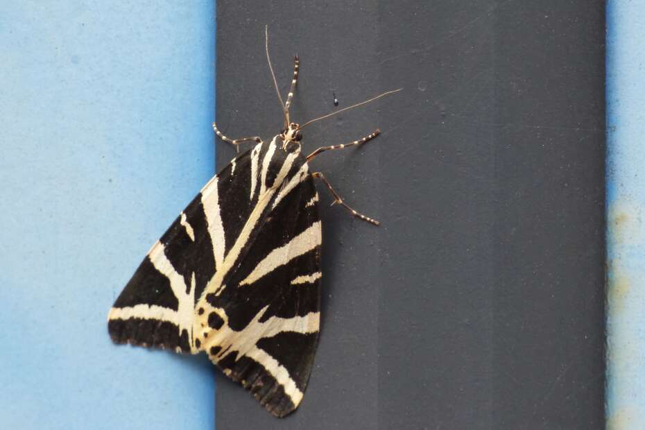 A tiger moth showing the tiger like stripes that give it its name.