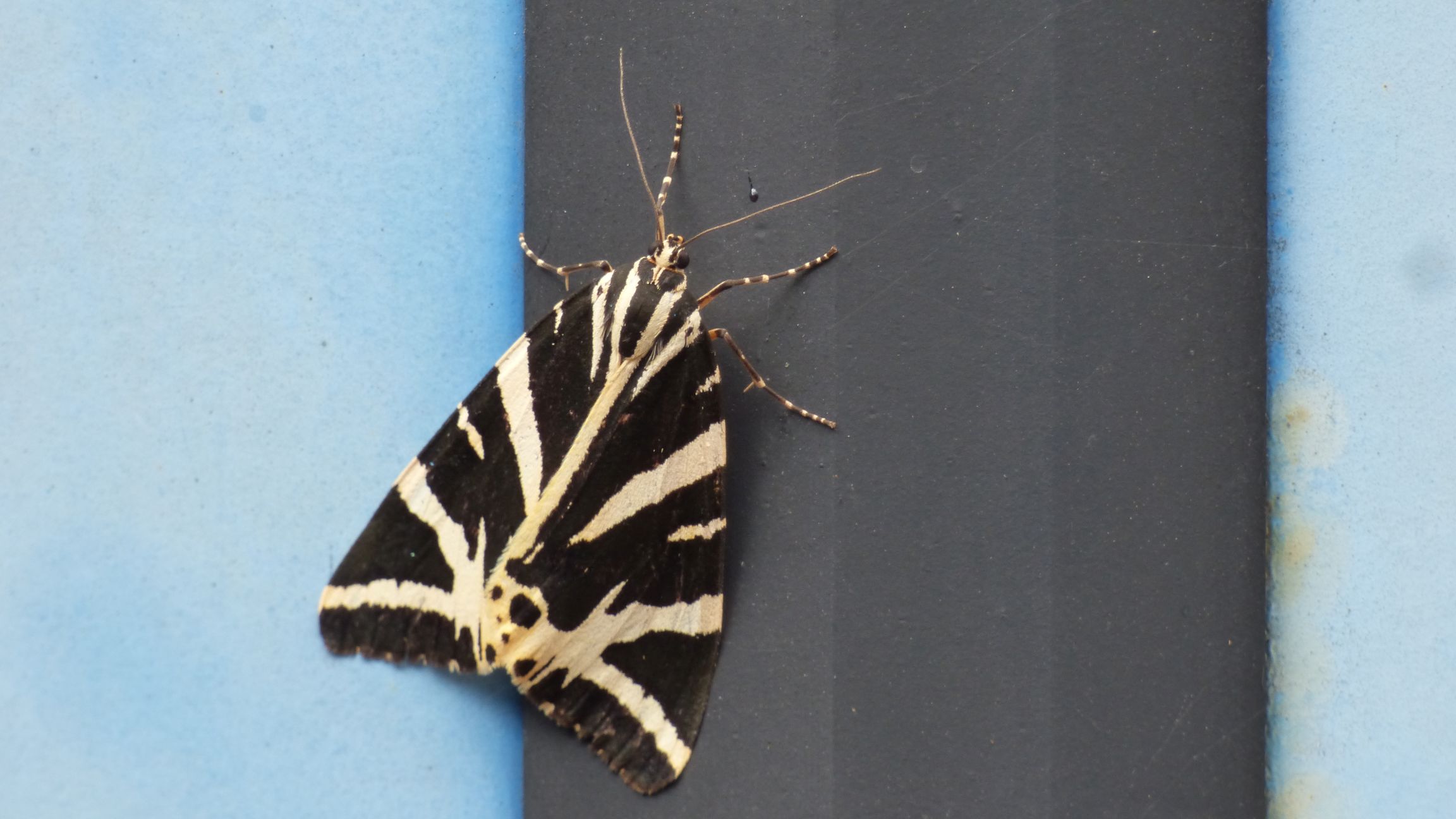 Tiger Moth Time