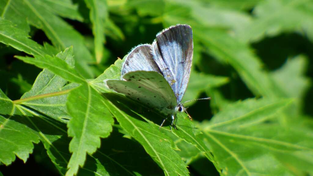 A holly blue butterfly with its wings open showing an alternate top wing pattern.