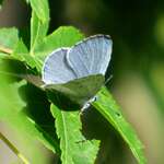 A holly blue butterfly with its wings open showing top wing pattern.