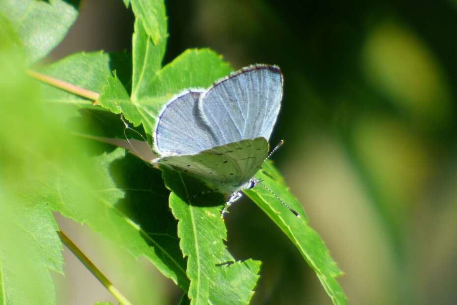A holly blue butterfly with its wings open showing top wing pattern.
