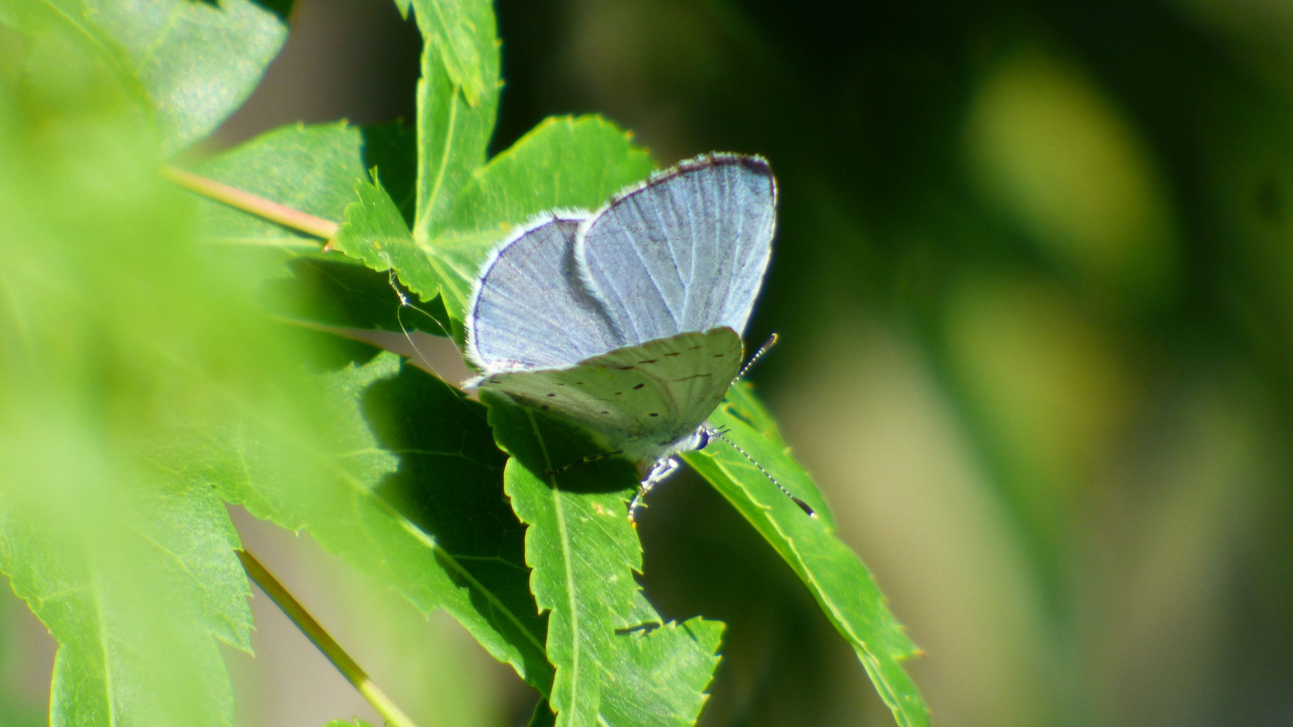 2026 Holly Blue