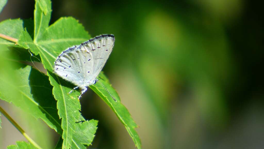 A holly blue butterfly with its wings closed showing underwing pattern.
