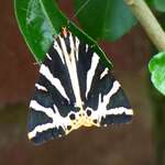 A Garden Tiger Moth resting on a leaf with wings closed.