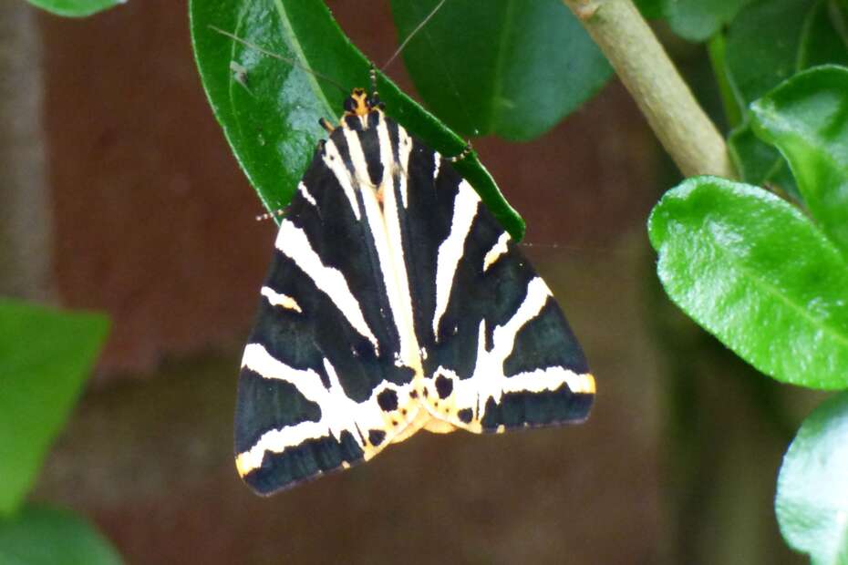 A Garden Tiger Moth resting on a leaf with wings closed.