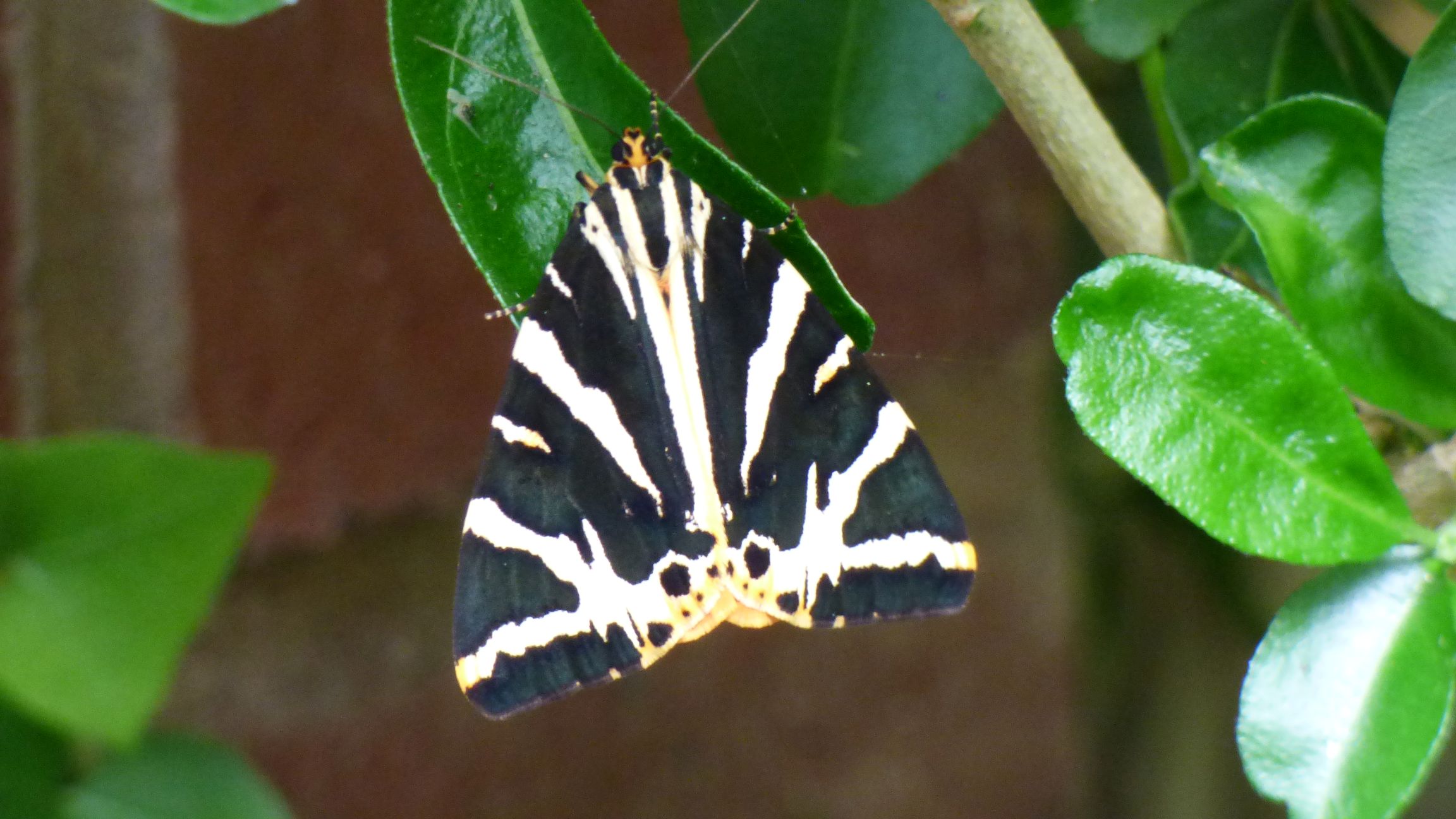 2026 Tiger Moth