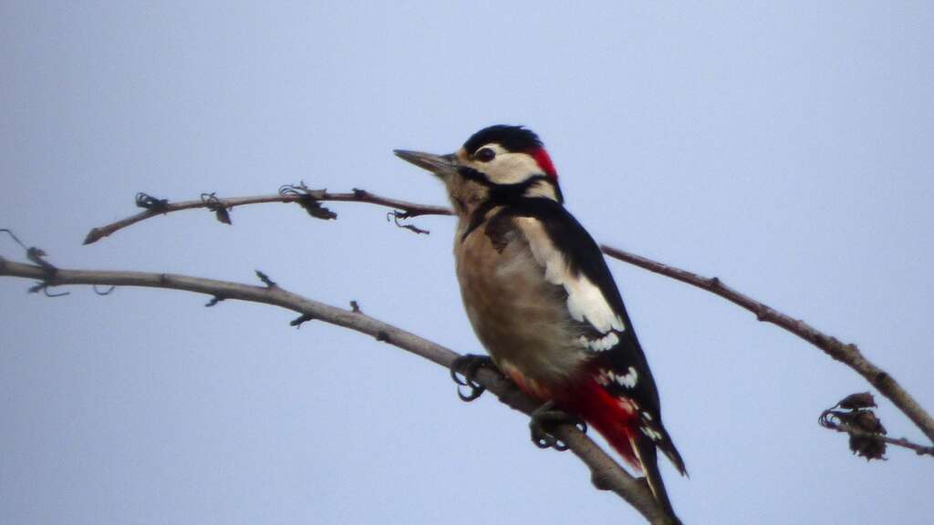 A photograph of a Greater Spotted Woodpecker sitting at the very top of a tree.