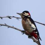 A photograph of a Greater Spotted Woodpecker sitting at the very top of a tree.