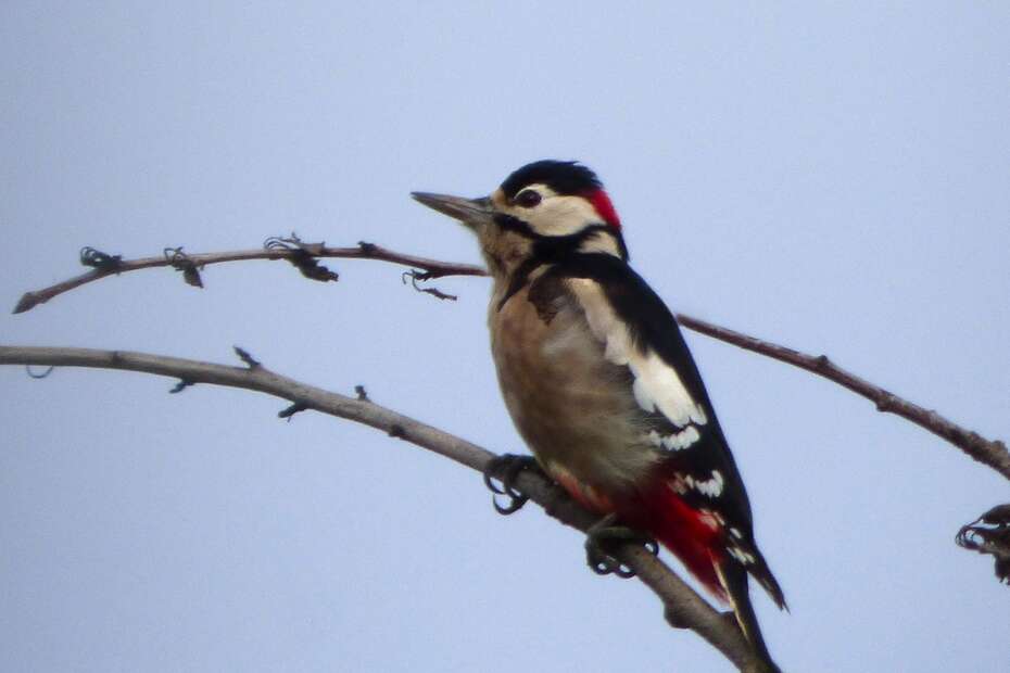 A photograph of a Greater Spotted Woodpecker sitting at the very top of a tree.