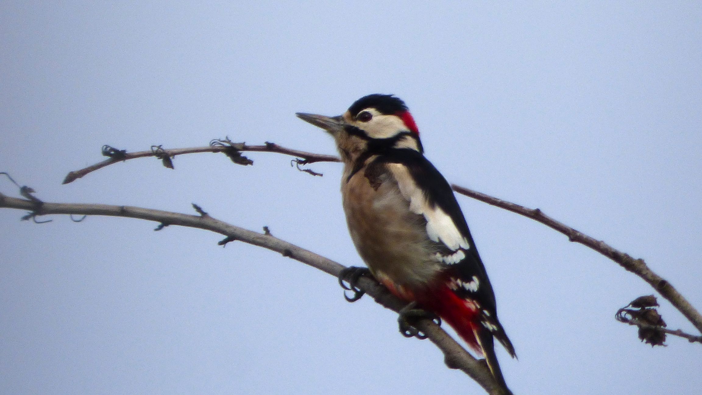 Greater Spotted Woodpecker